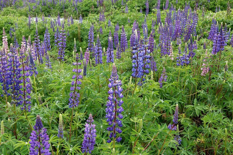 Violet flowering Lupins