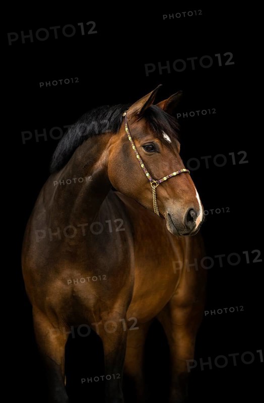 Portrait of a brown Holstein mare with halter in front of a black background