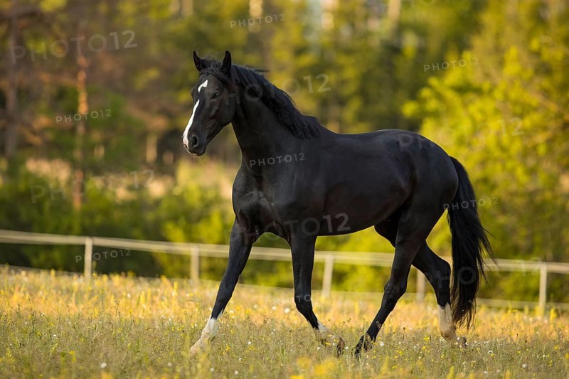 Warmblood black gelding at the trot on pasture