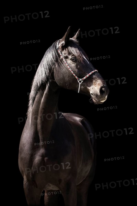 Portrait of a brown Trakehner mare with halter in front of a black background