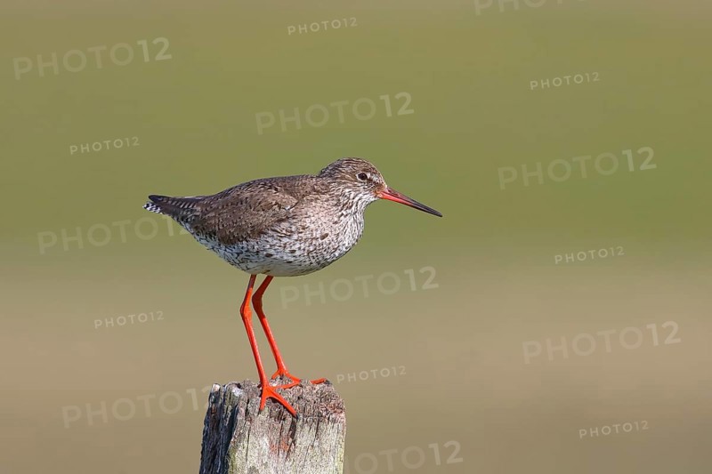 Common redshank
