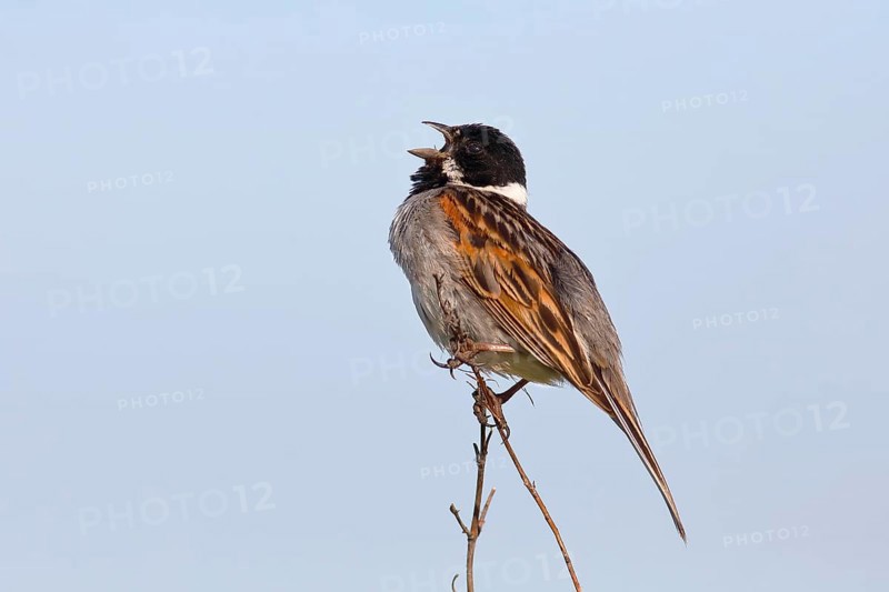 Reed bunting