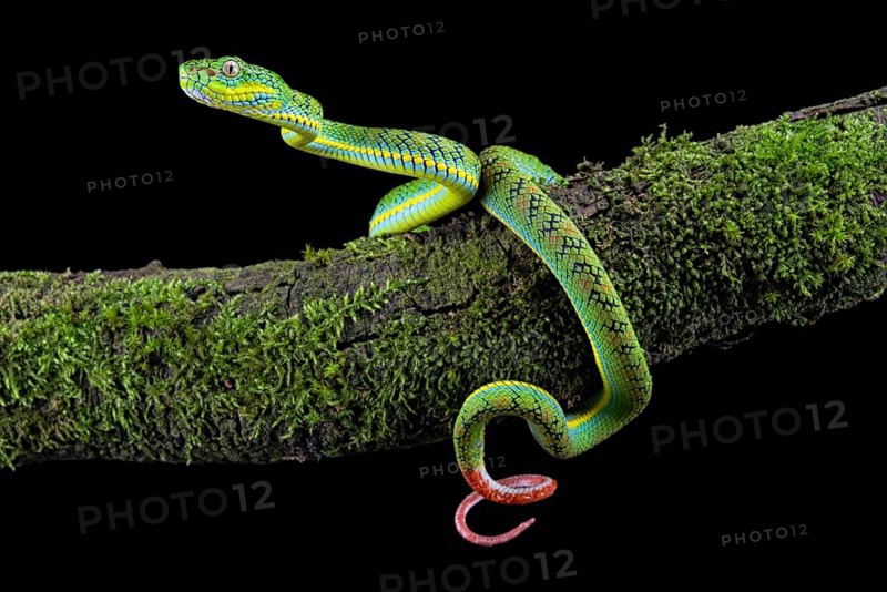 Palawan pit viper