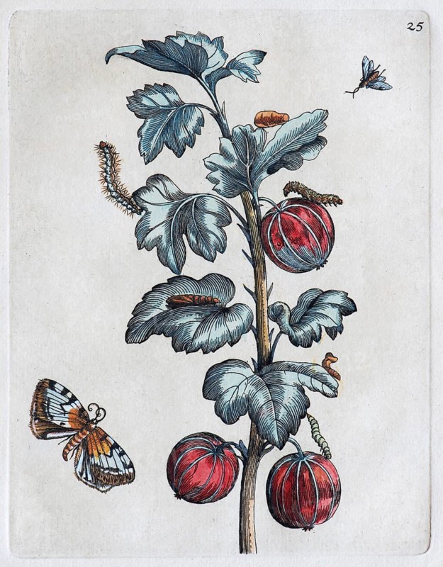 Gooseberries