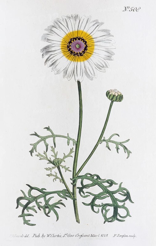 Colourful usurious flower