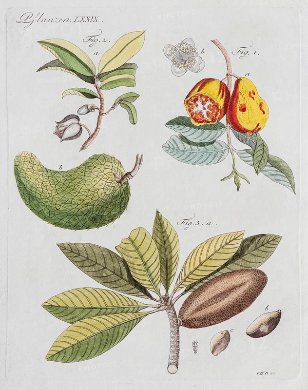Guava