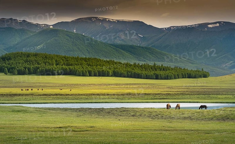 Three horses on the shore of the pond