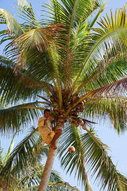 Man harvests coconuts from Coconut palm