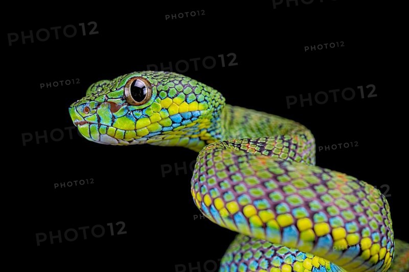 Palawan pit viper
