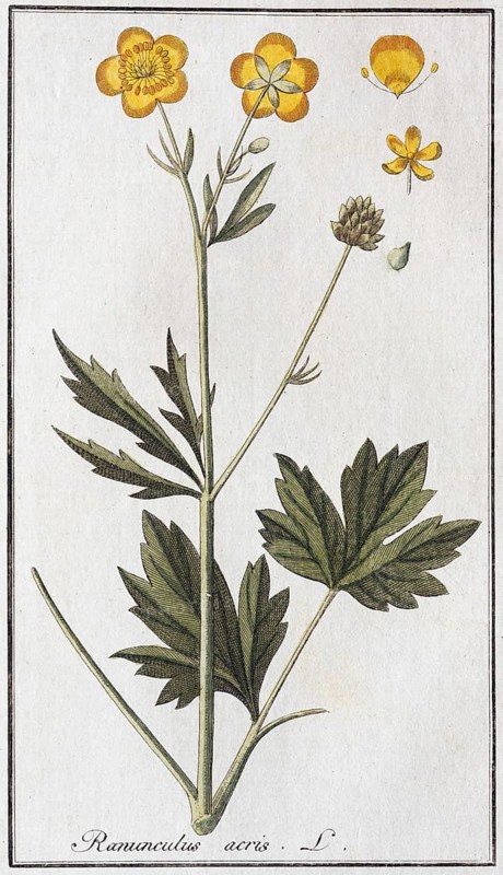Sharp buttercup