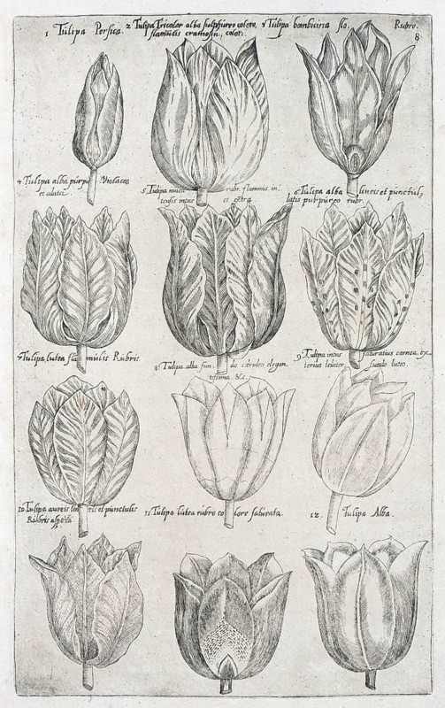 Tulips