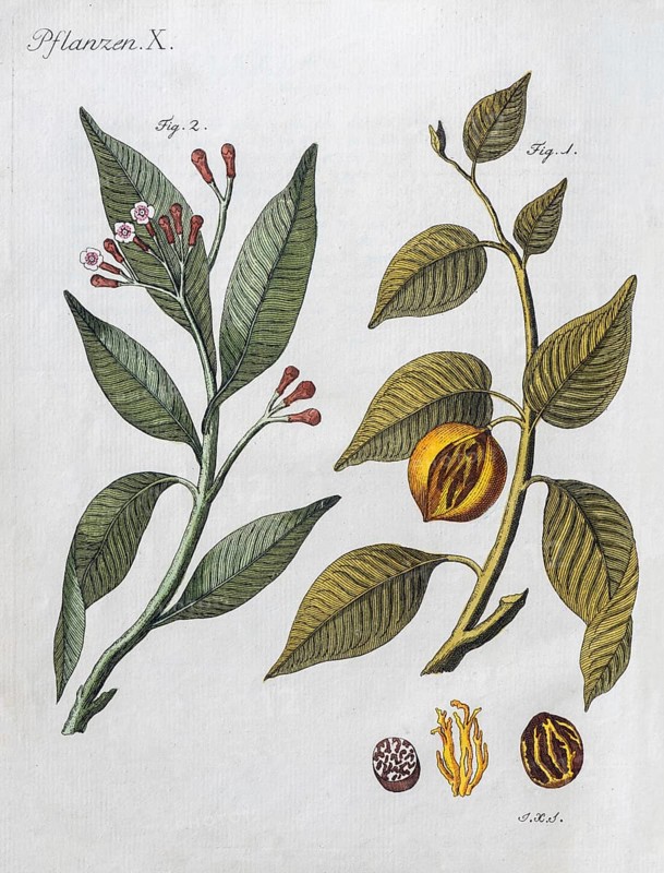 Cloves