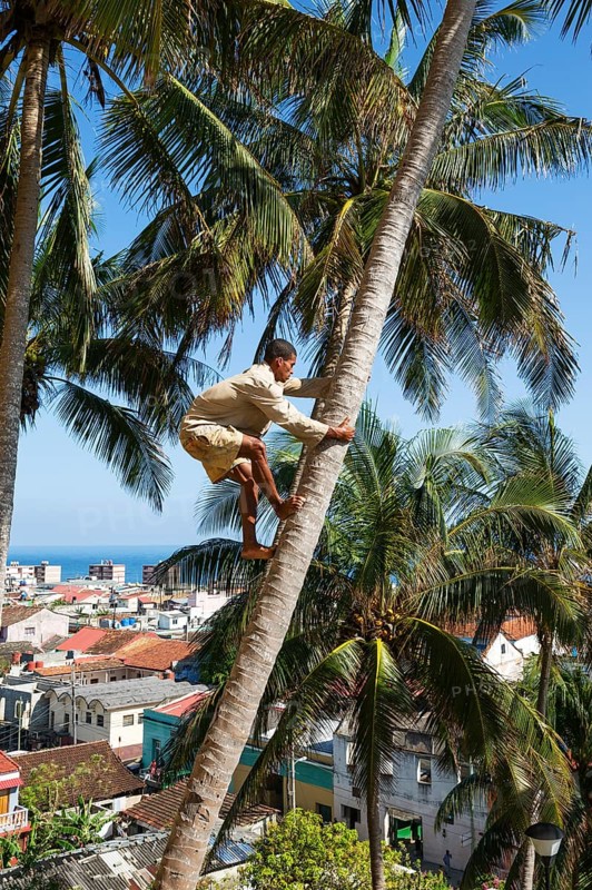 Man climbs on a Coconut palm