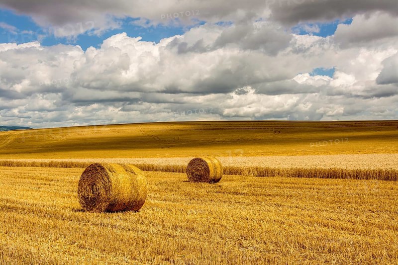 Bales of straw in harvested fields