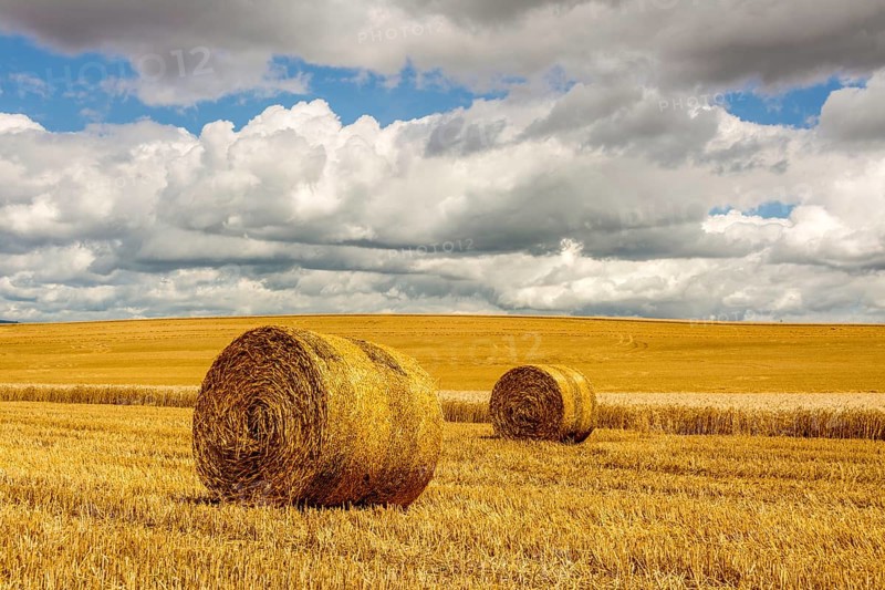 Bales of straw in harvested fields
