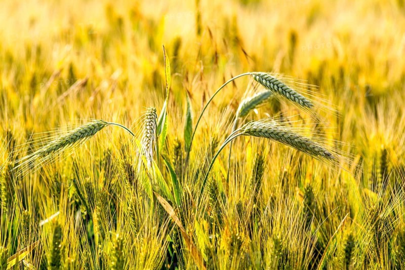 Close-up of a wheat ear in a wheat field