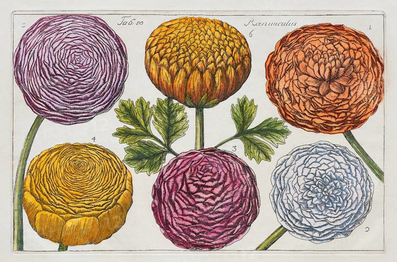 Ranunculus