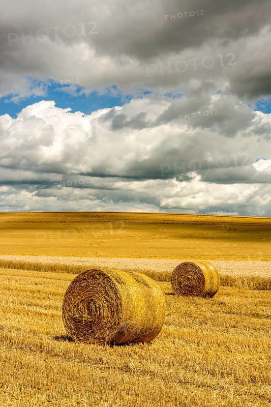 Bales of straw in harvested fields