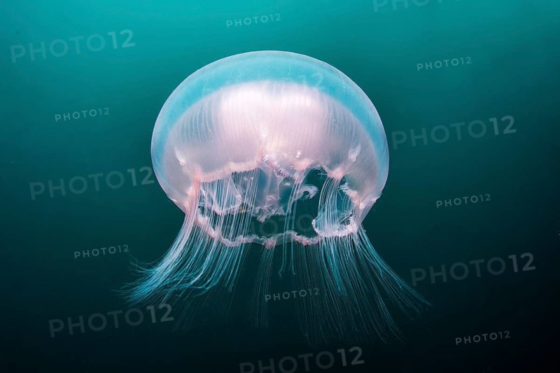 Moon Jellyfish