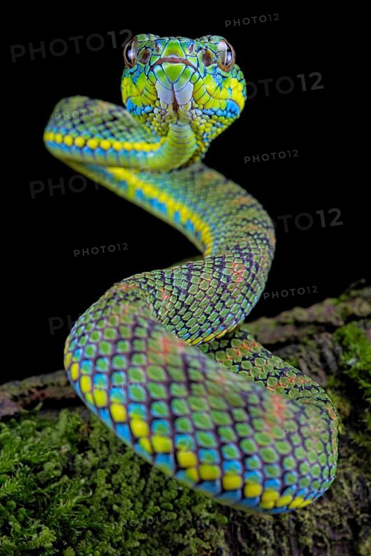 Palawan pit viper
