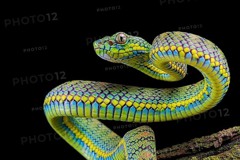 Palawan pit viper