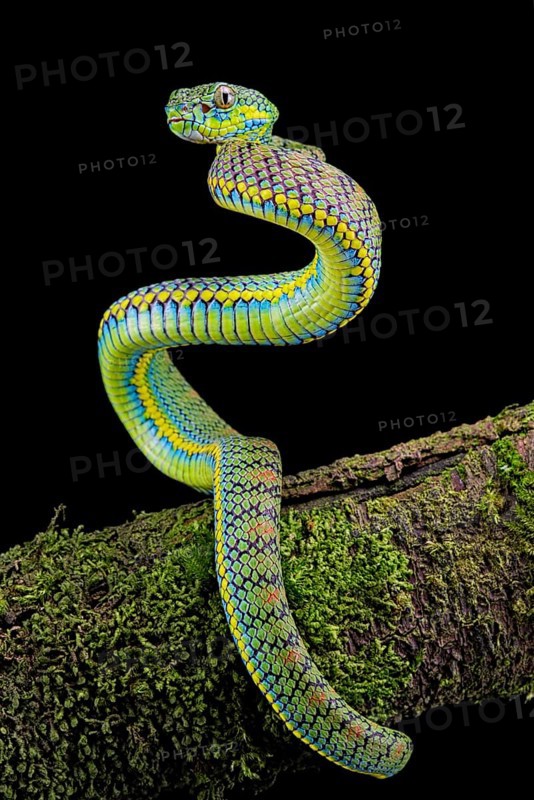 Palawan pit viper