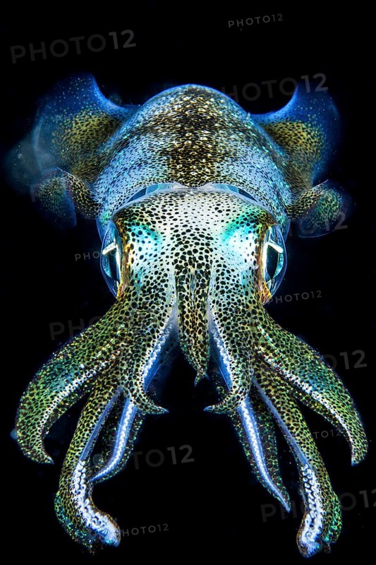 Glowing Caribbean reef squid