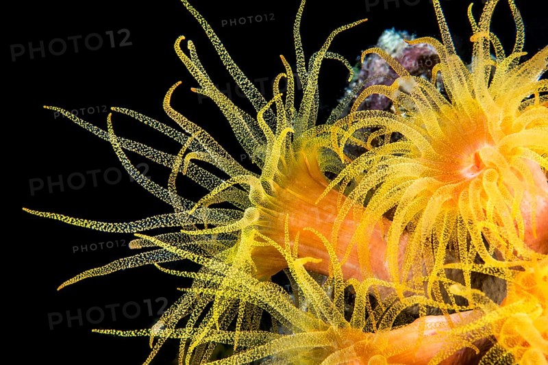 Orange Cup Coral