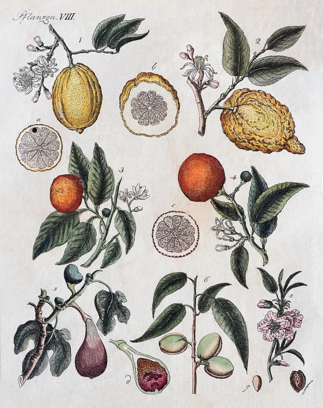 Citruses
