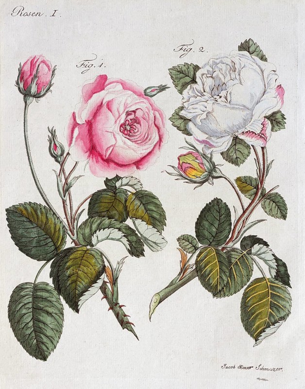 Red and white roses