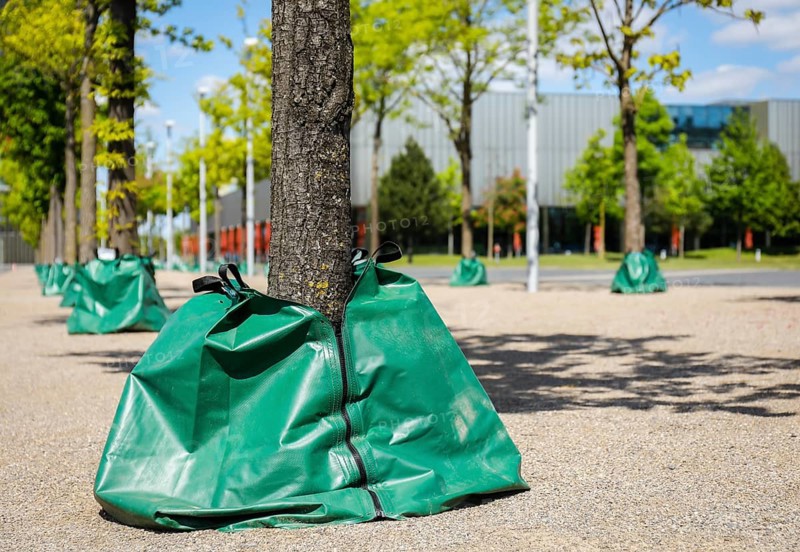 Water sacks irrigate trees in the urban area during drought