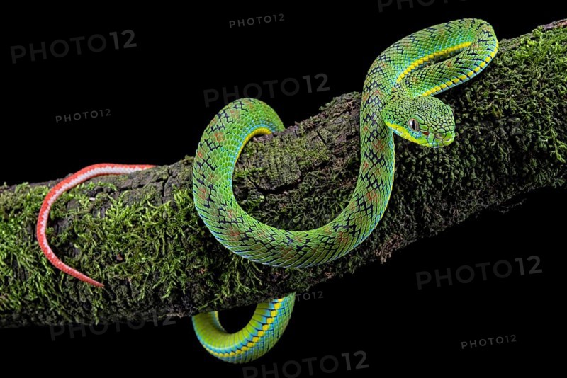 Palawan pit viper