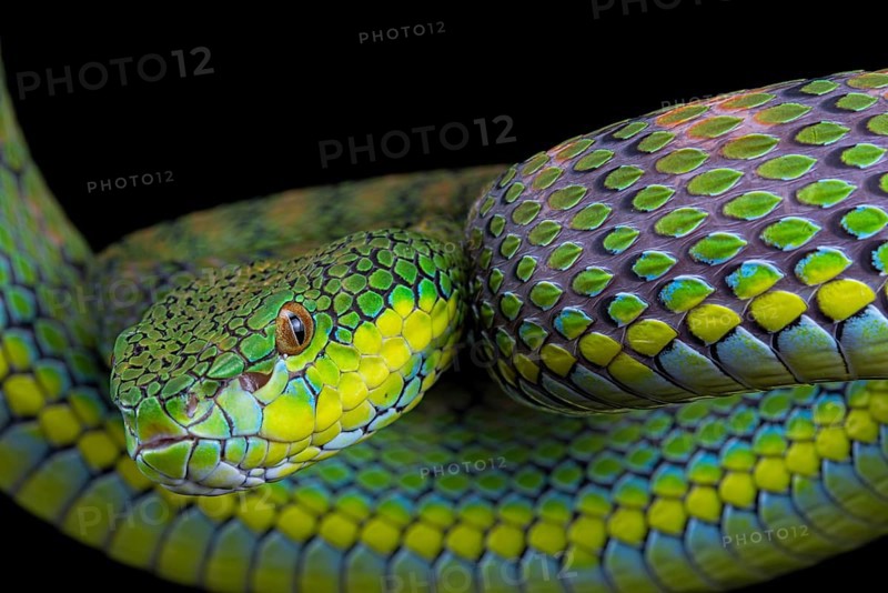 Palawan pit viper