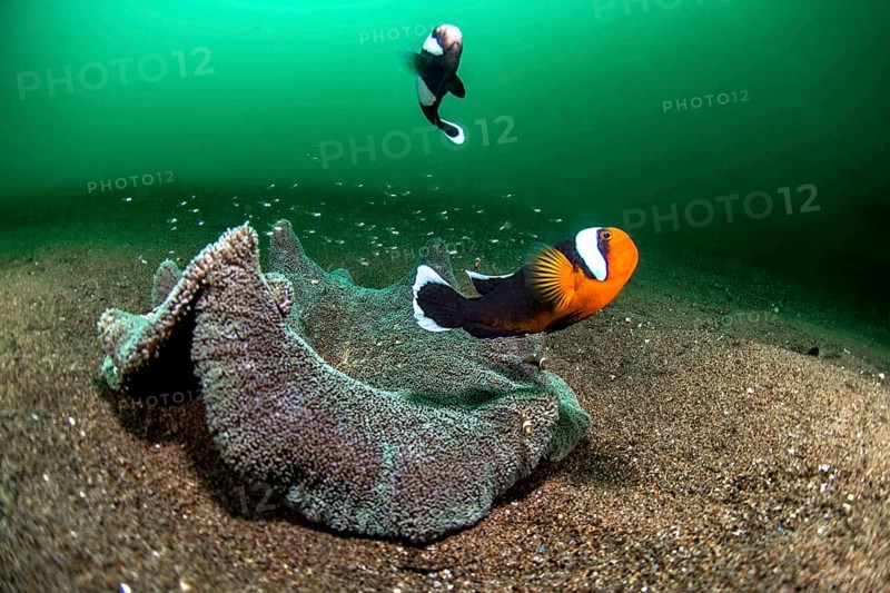 Pair of animals from Saddleback clownfish