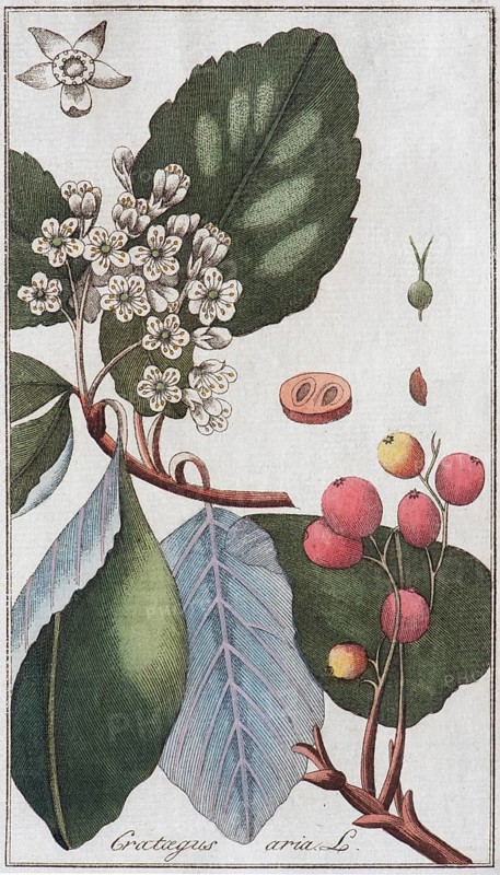Ordinary Blueberry