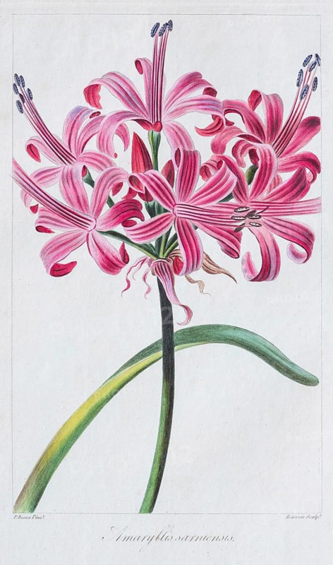 Belladonna-lily