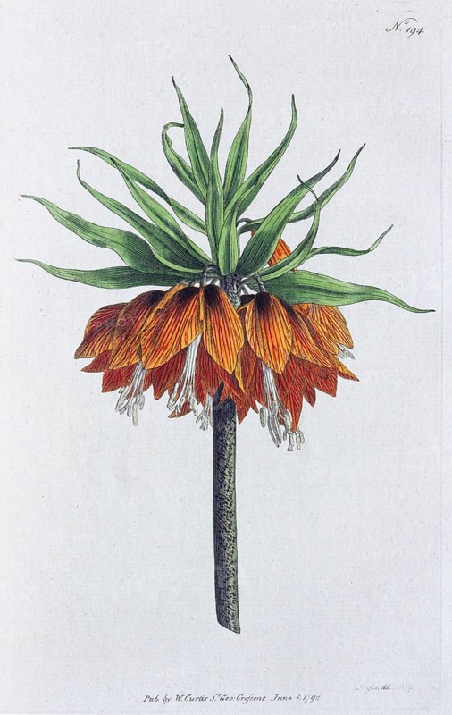 Crown imperial