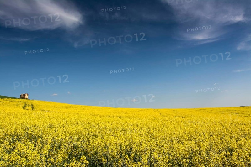Flowering rape field