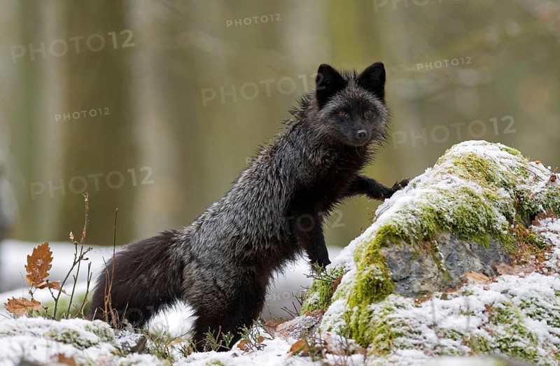 Silver fox