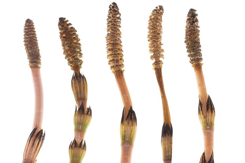 Field horsetail