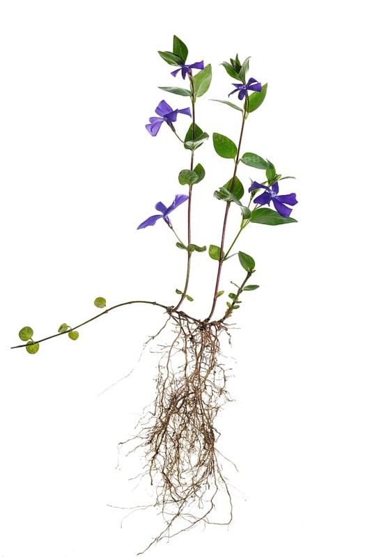 Blooming Bigleaf Periwinkle