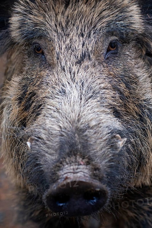 Wild boar