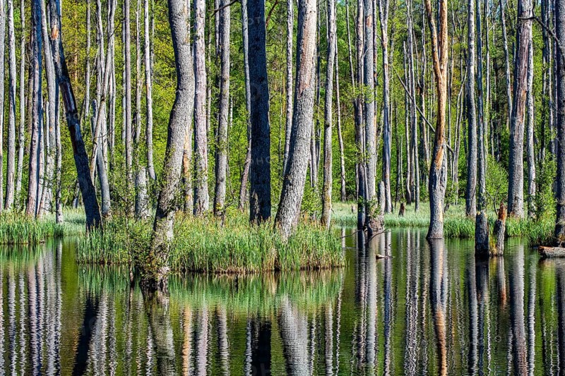 Alder swamp forest in the Briesetal nature reserve