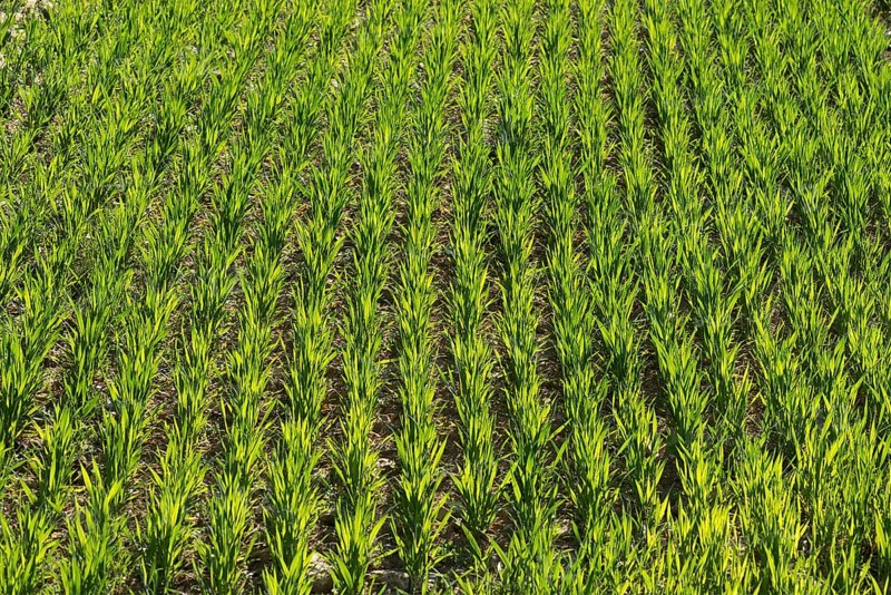 Grain field