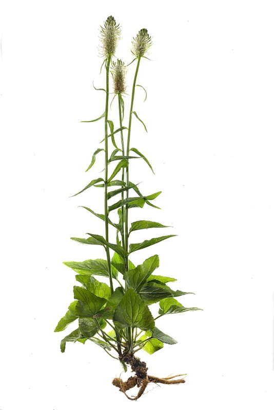 Spiked rampion