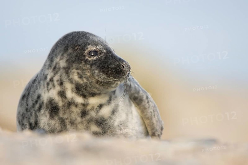 Grey seal
