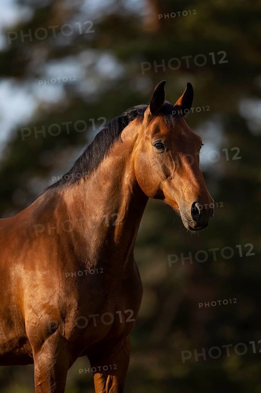 Portrait of a bay Warmblood gelding on a meadow