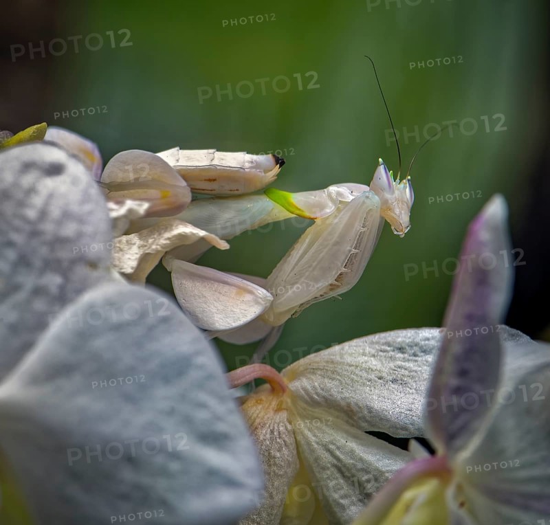 Walking flower mantis