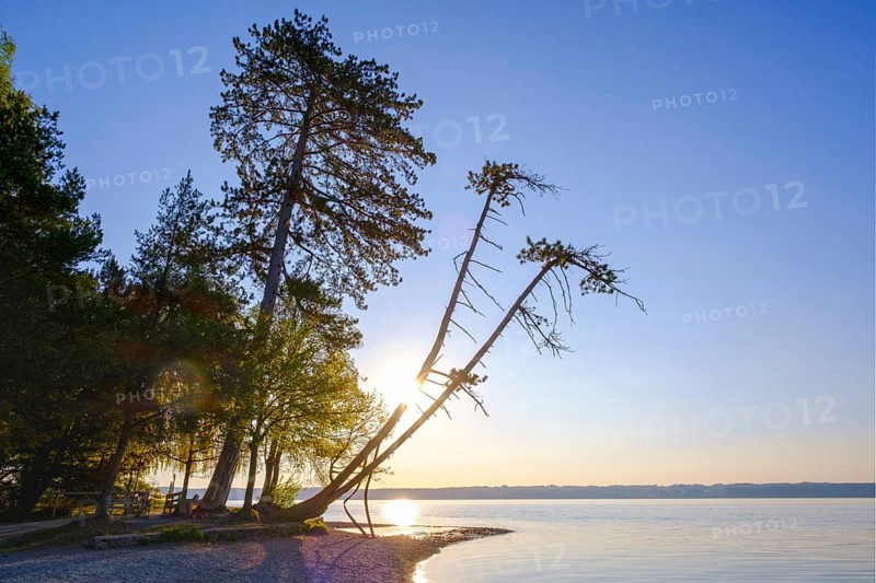 Pine trees on Brahmspromenade in Tutzing on Lake Starnberg