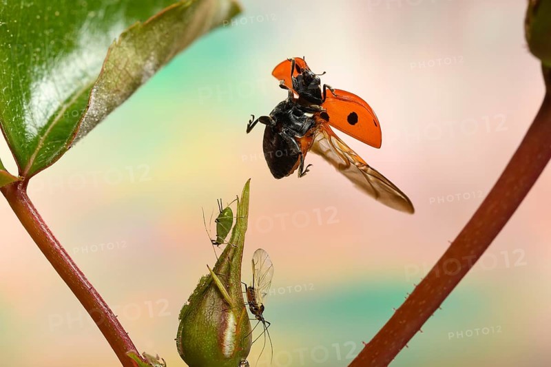 Seven-spott ladybird